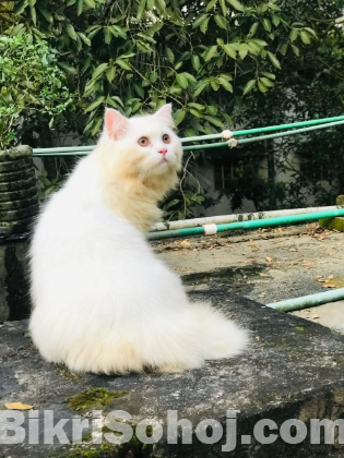 পার্সিয়ান ফিমেল ক্যাট